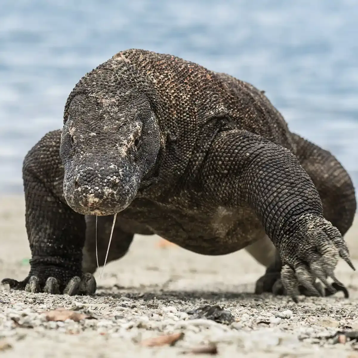 A liveaboard in Komodo National Park